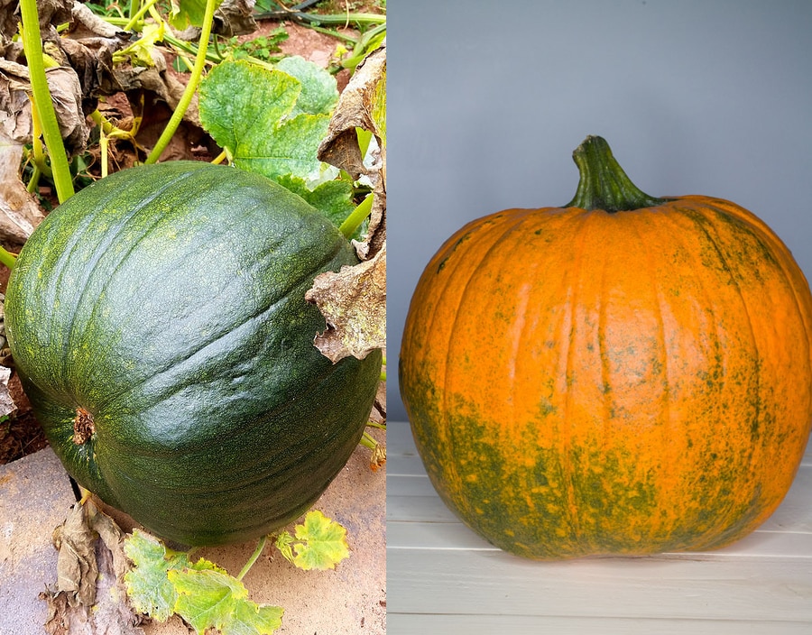 How To Turn Pumpkins Orange Brooklyn Farm Girl
