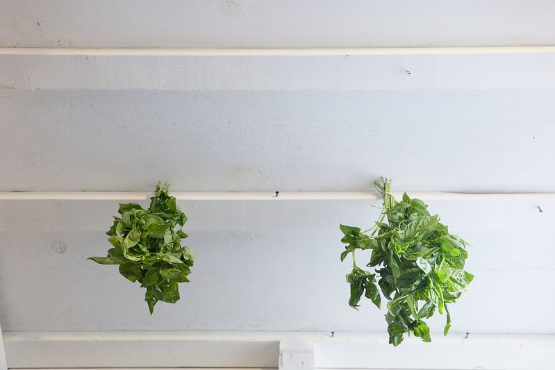 Two bunches of fresh green herbs hang upside down from a white wooden ceiling, drying.