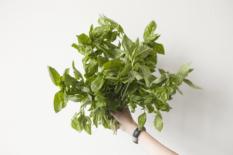 A hand wearing a black wristband holds a large bunch of fresh green basil leaves against a plain white background.