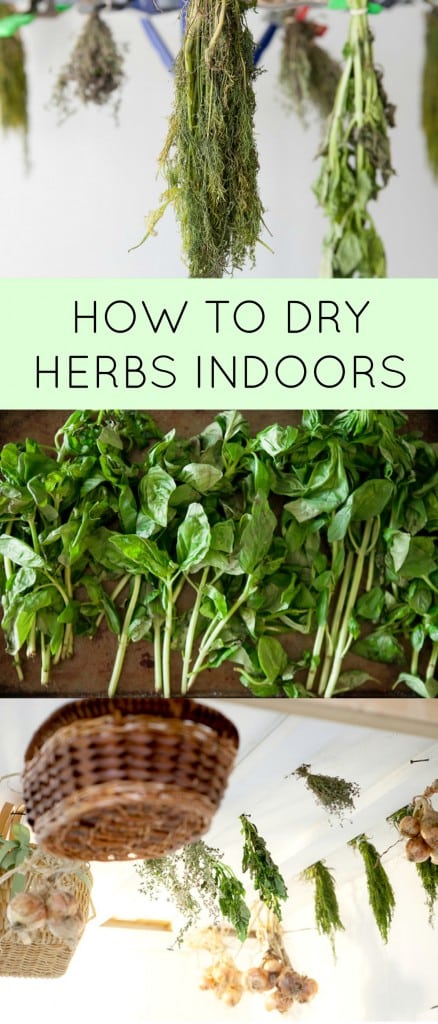 How to dry herbs indoors. By doing this you can make your own dried oregano, basil, rosemary, parsley, thyme and more for recipes!