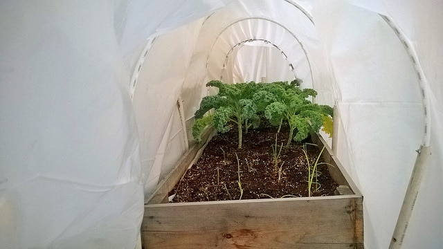 Kale Growing in Winter in Greenhoues