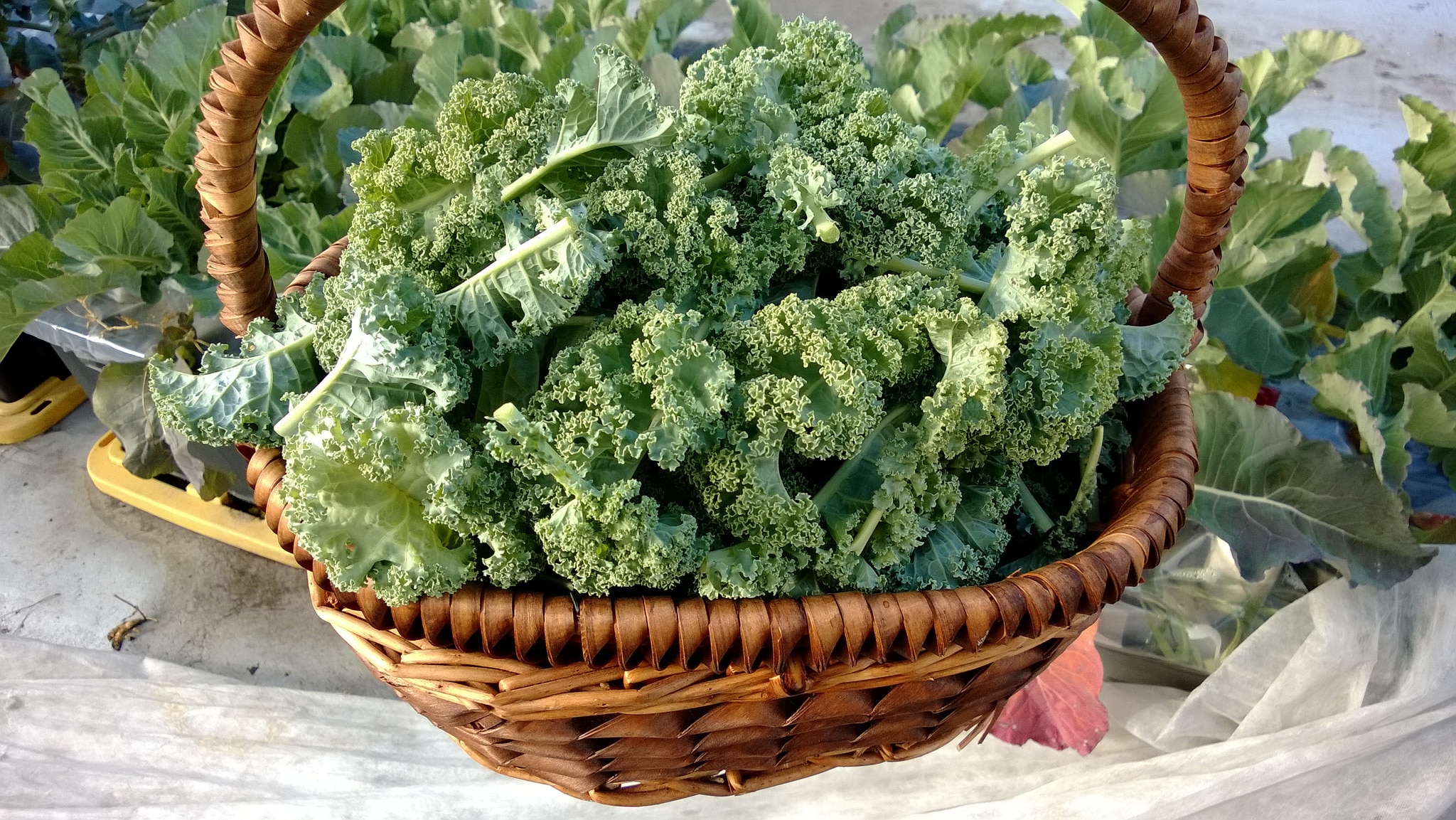 Kale in Garden Basket