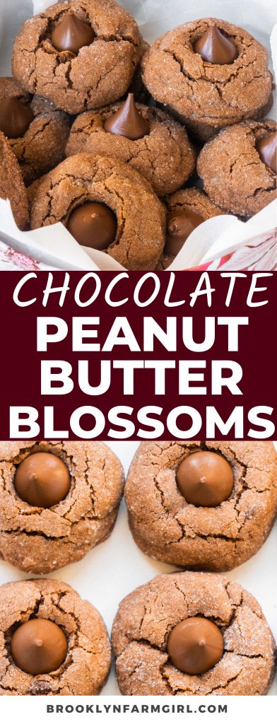 These Chocolate Peanut Butter Blossoms have everything you look for in a rich and indulgent dessert! Made with peanut butter, chocolate chips, and a Hershey’s kiss on top, their ultra-chocolatey and nutty flavors make them the ultimate holiday cookie.