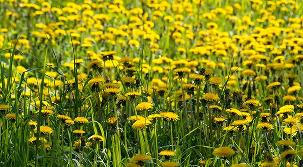 Dandelion Recipe