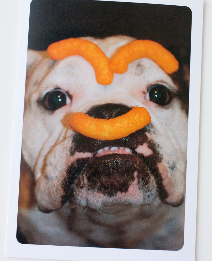 hallmark-funniest-pet-cards-that-will-make-you-laugh-brooklyn-farm-girl