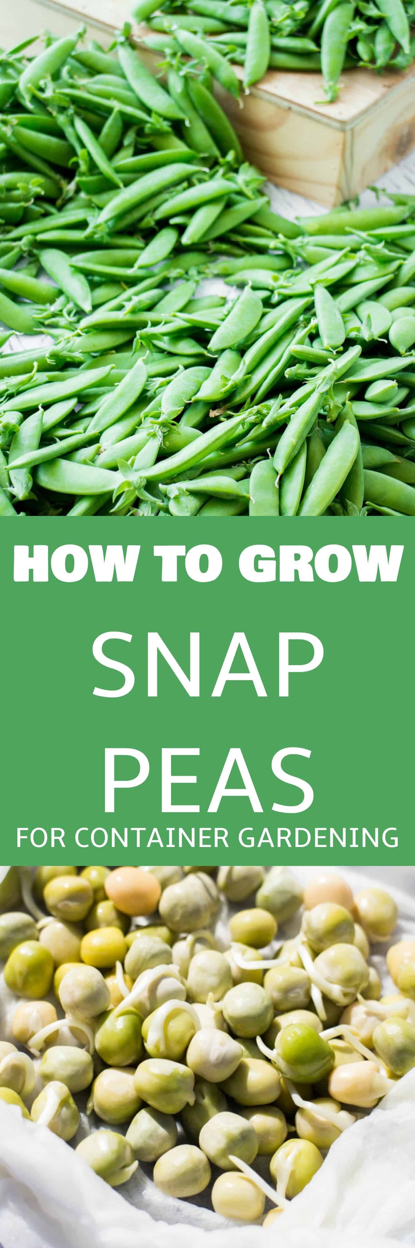 Growing Snap Peas for Container Gardening! This DIY is perfect for square foot gardening and small garden spaces!