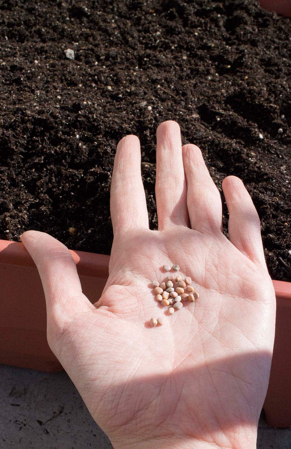 How to Grow Radishes and Carrots Brooklyn Farm Girl
