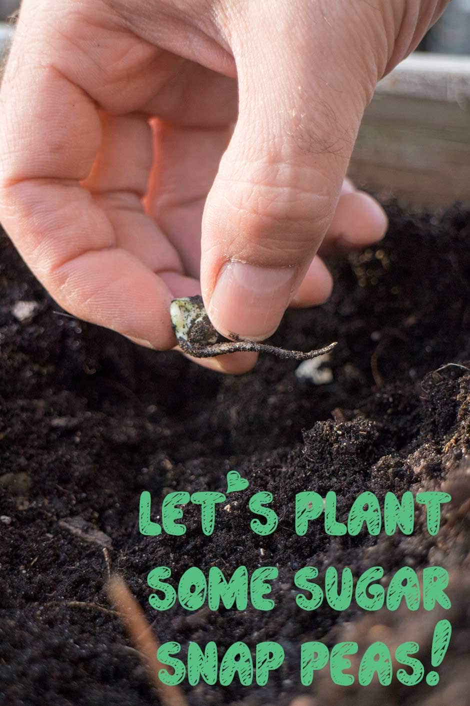 How to Grow Sugar Snap Peas in Containers Perfect for Square Foot