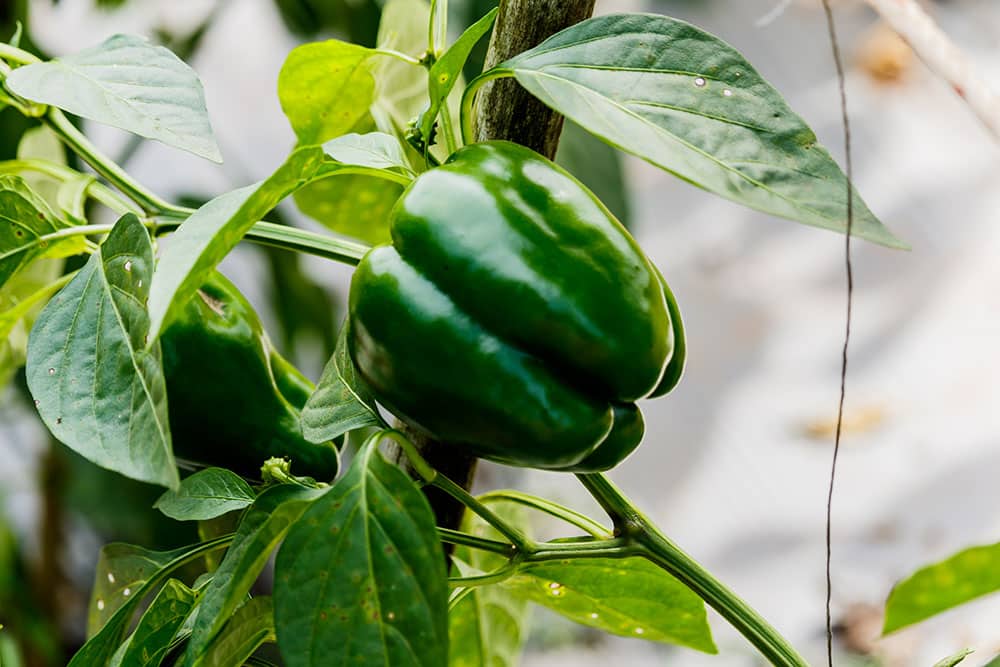 Square-Foot-Gardening-Peppers