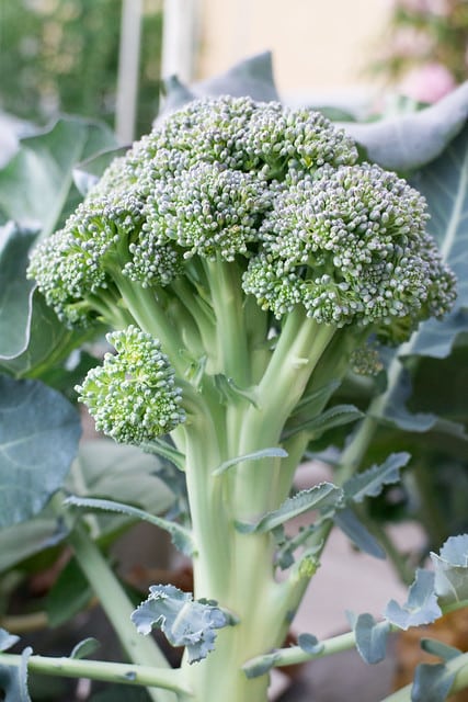 Broccoli Harvest 2014_3