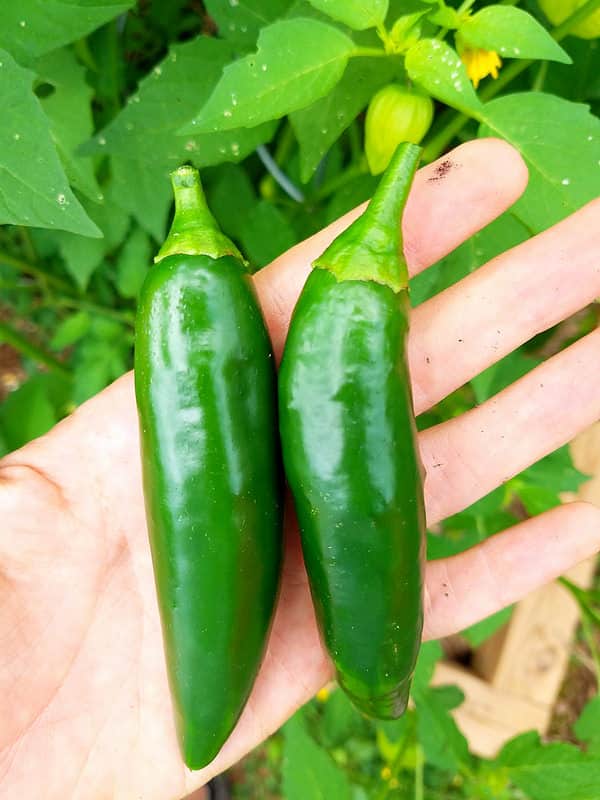 jalapenos in hand