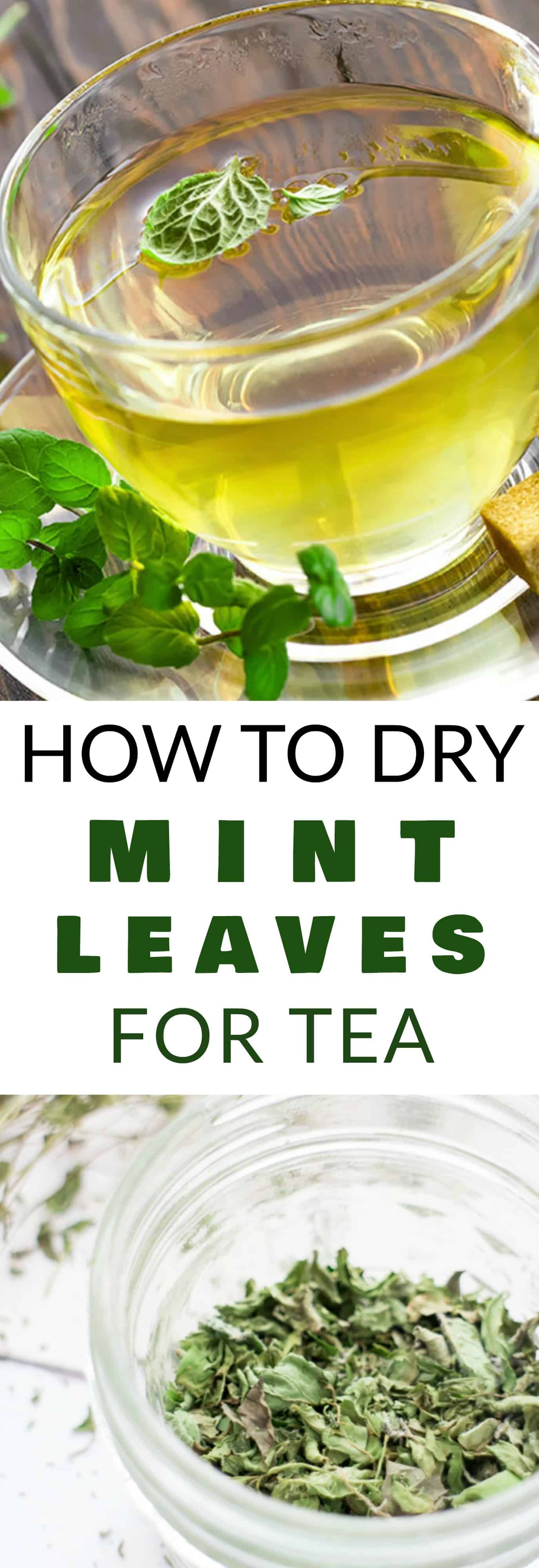 DIRECTIONS on How to Dry Mint Leaves for Mint Tea! These DIY How to Make Mint Tea instructions shows how easy it is to dry mint leaves so you can make your own homemade mint tea. I store this dried mint tea for months so I can enjoy the health benefits year round!