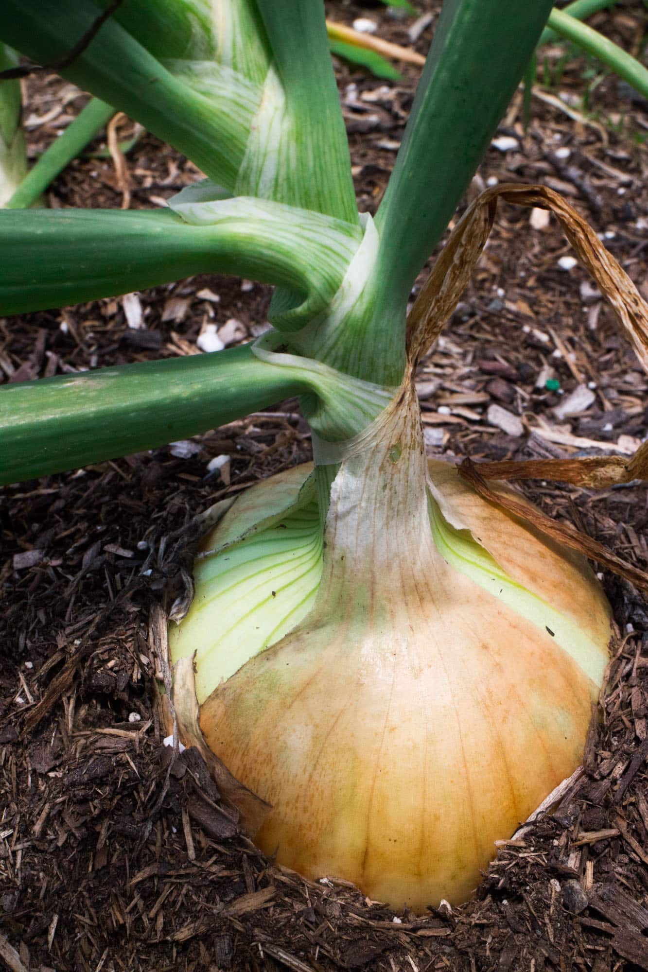 How To Store Onions Using Pantyhose Make Them Last For Months