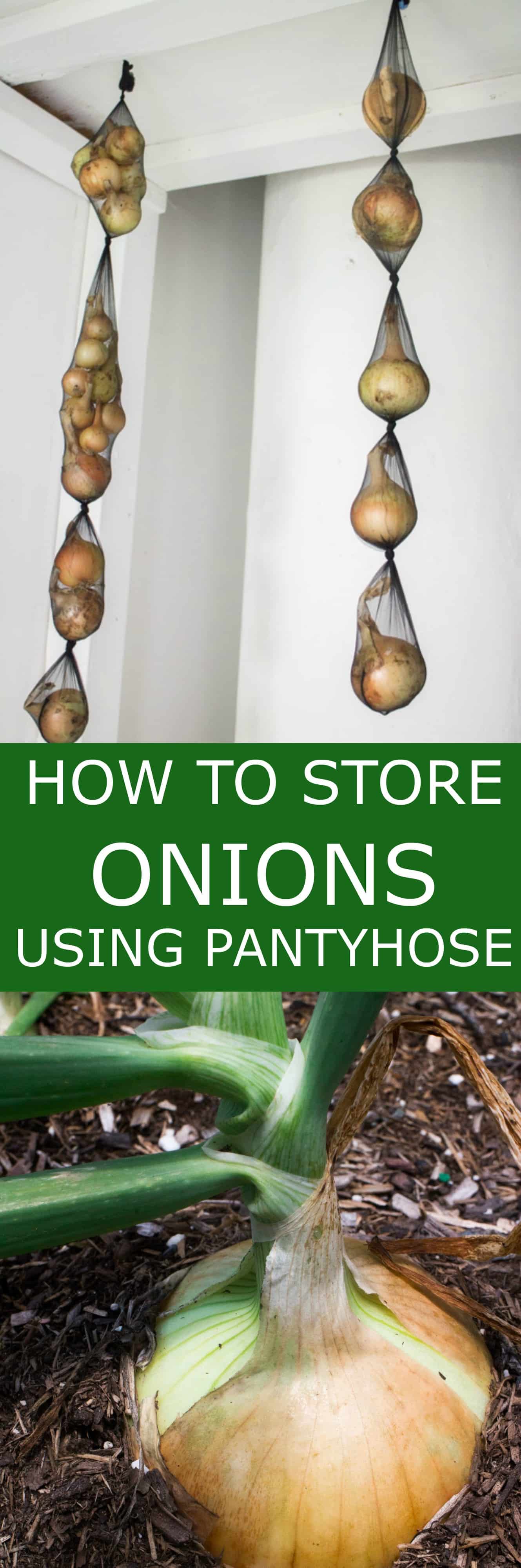 How To Store Onions Using Pantyhose.  This is a great and cheap way to store onions to make them last for months. Follow these step by step instructions!