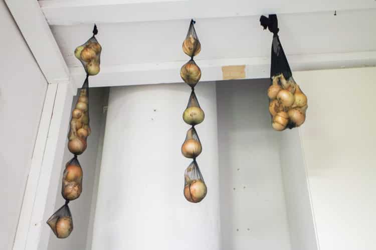 How To Store Onions Using Pantyhose. This is a great and cheap way to store onions to make them last for months.