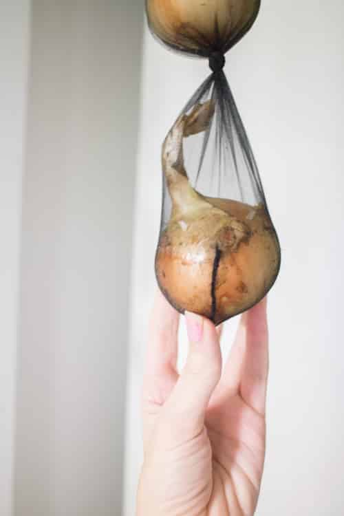 How To Store Onions Using Pantyhose. This is a great and cheap way to store onions to make them last for months.