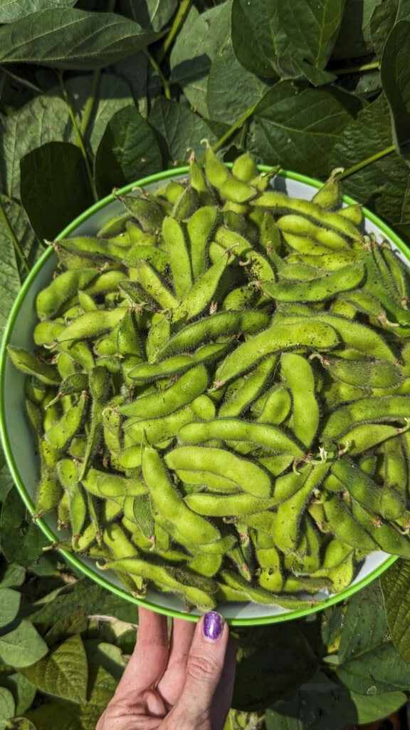 bowl of soybeans in our brooklyn nyc garden