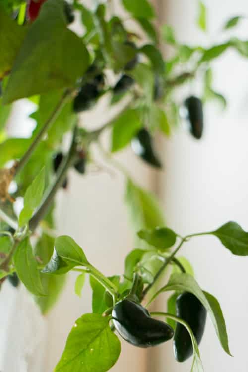 The Amazing Jalapeno Plant_10