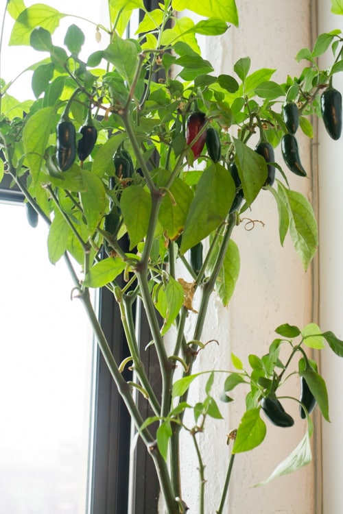 The Amazing Jalapeno Plant_9