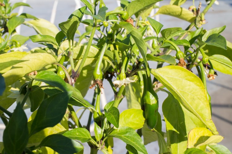 The Little Jalapeno Plant That Could_1