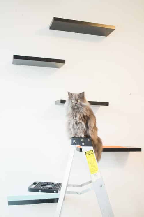 How to build cat shelves your cat will love! This is a easy DIY project that will be done in 30 minutes!