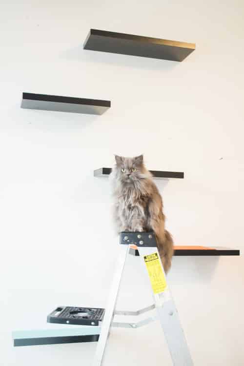 Shelves for 2024 cats diy