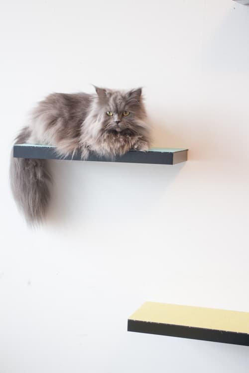 How to build cat shelves your cat will love! This is a easy DIY project that will be done in 30 minutes!