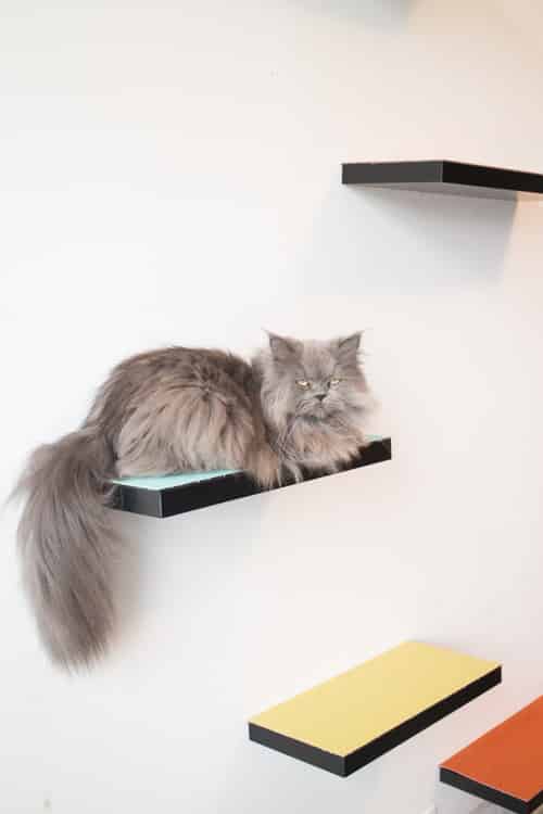 How to Build Cat Shelves That Your Cat Will Love ...