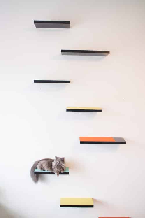 Cat shelving 2024