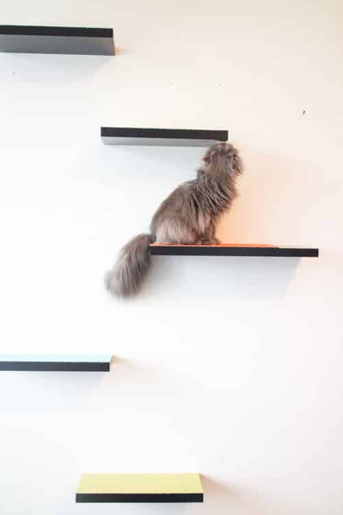 Diy wall hot sale cat shelves