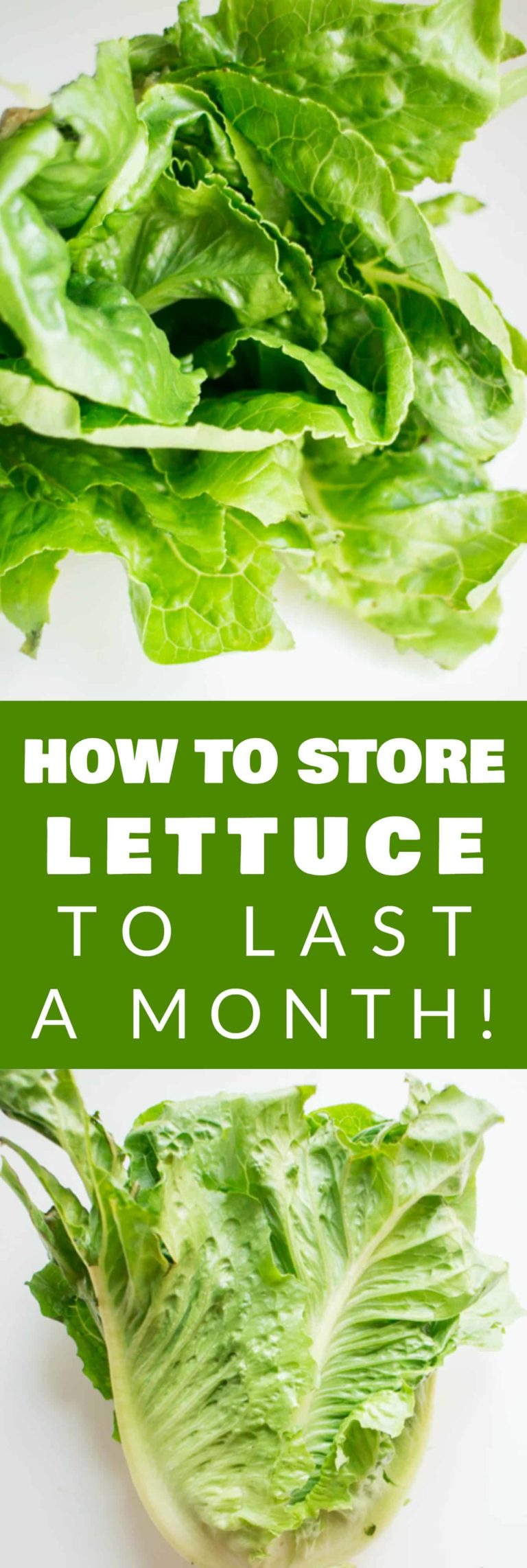 How to Store Lettuce to Last for a Month Brooklyn Farm Girl