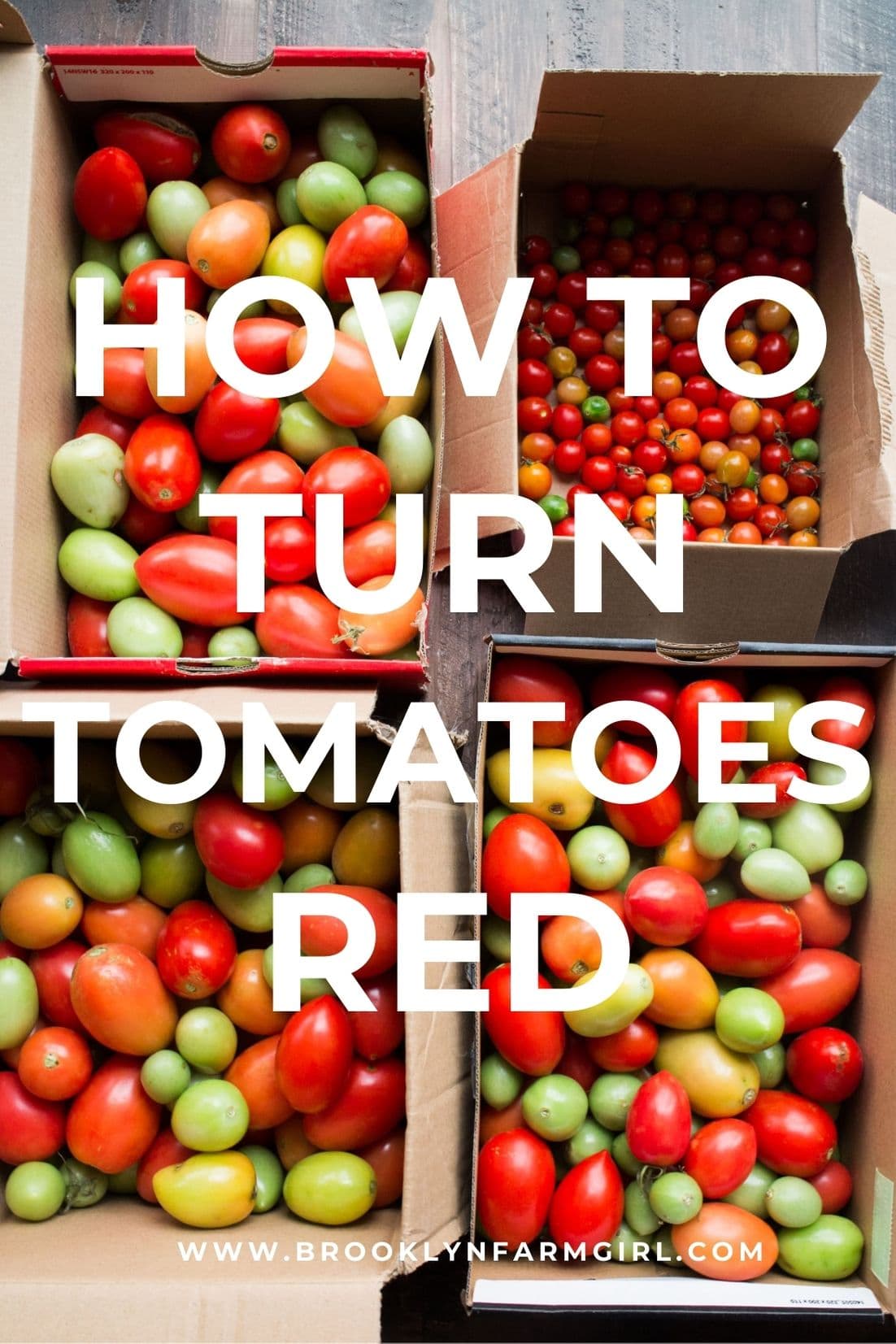 How to Turn Tomatoes Red Brooklyn Farm Girl