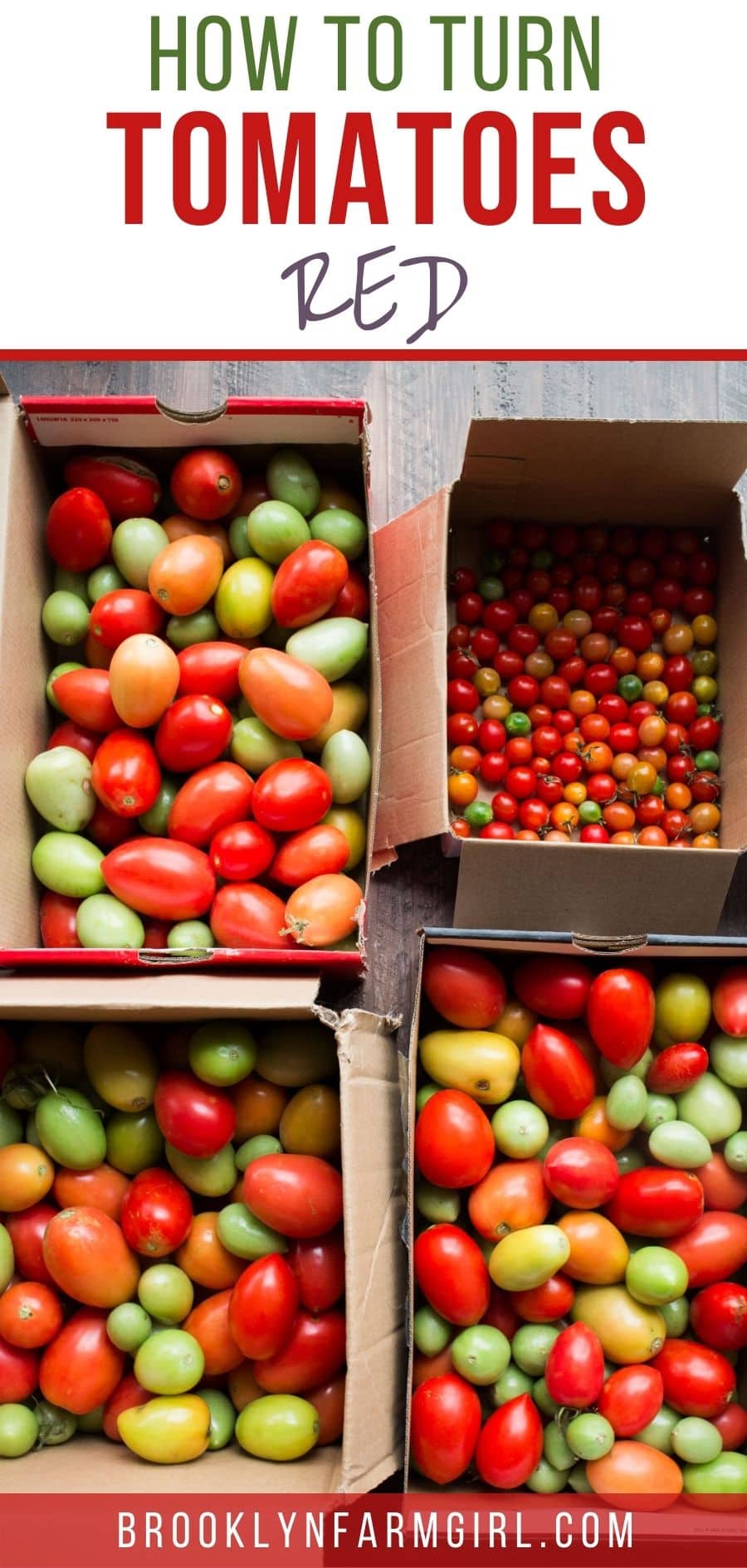 How to Turn Tomatoes Red Brooklyn Farm Girl