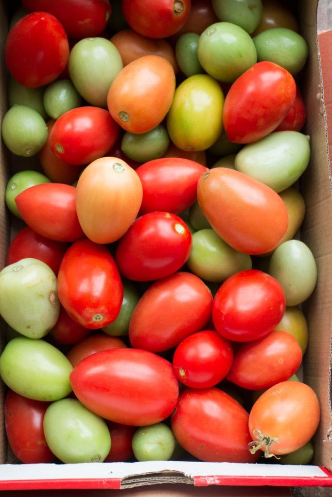 red and green tomatoes in various shades in shoe box 