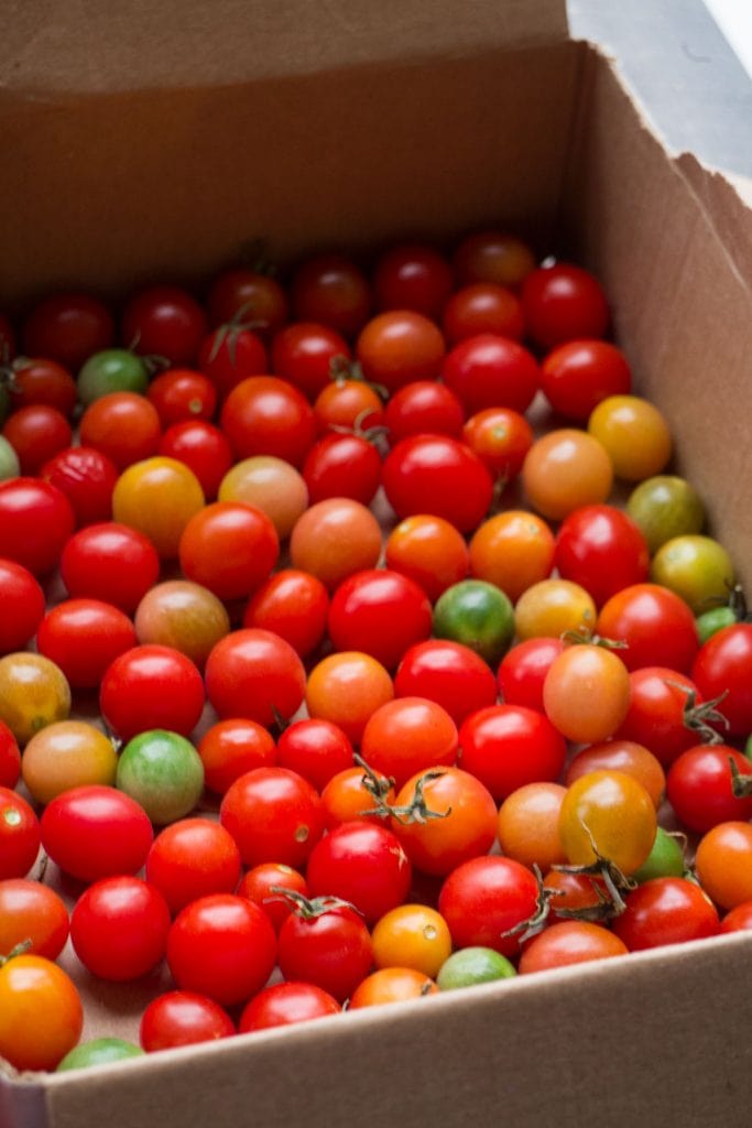 shoe box filled with cherry tomatoes