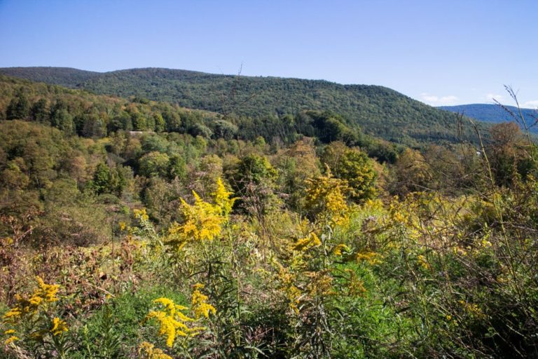 New Adventure... We bought land in Upstate NY! And this is how we closed on it. Brooklyn Farm Girl