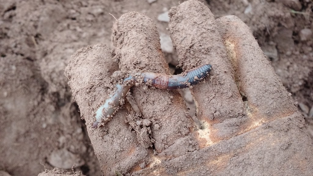 A dirt-covered glove holds a large earthworm against a background of soil.