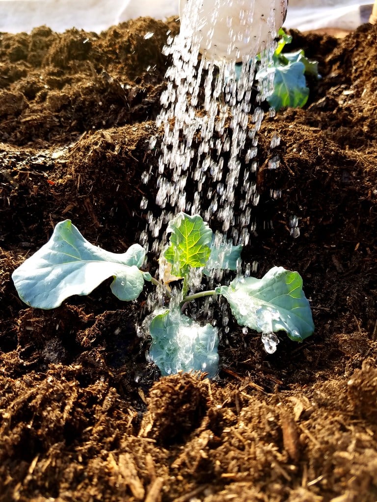 Water is being poured onto small leafy green vegetable seedlings growing in rich, dark soil, with sunlight highlighting the droplets and the young plants.