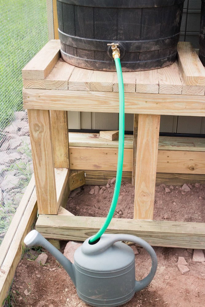 A green hose connects a wooden rain barrel to a gray watering can, which sits on the ground beneath a raised wooden stand beside a mesh screen.