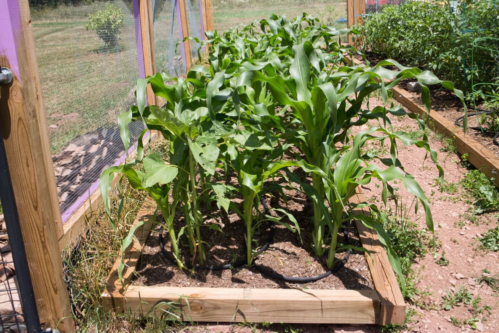 Check out the video tour of our garden! Want to see what's growing in Upstate New York?