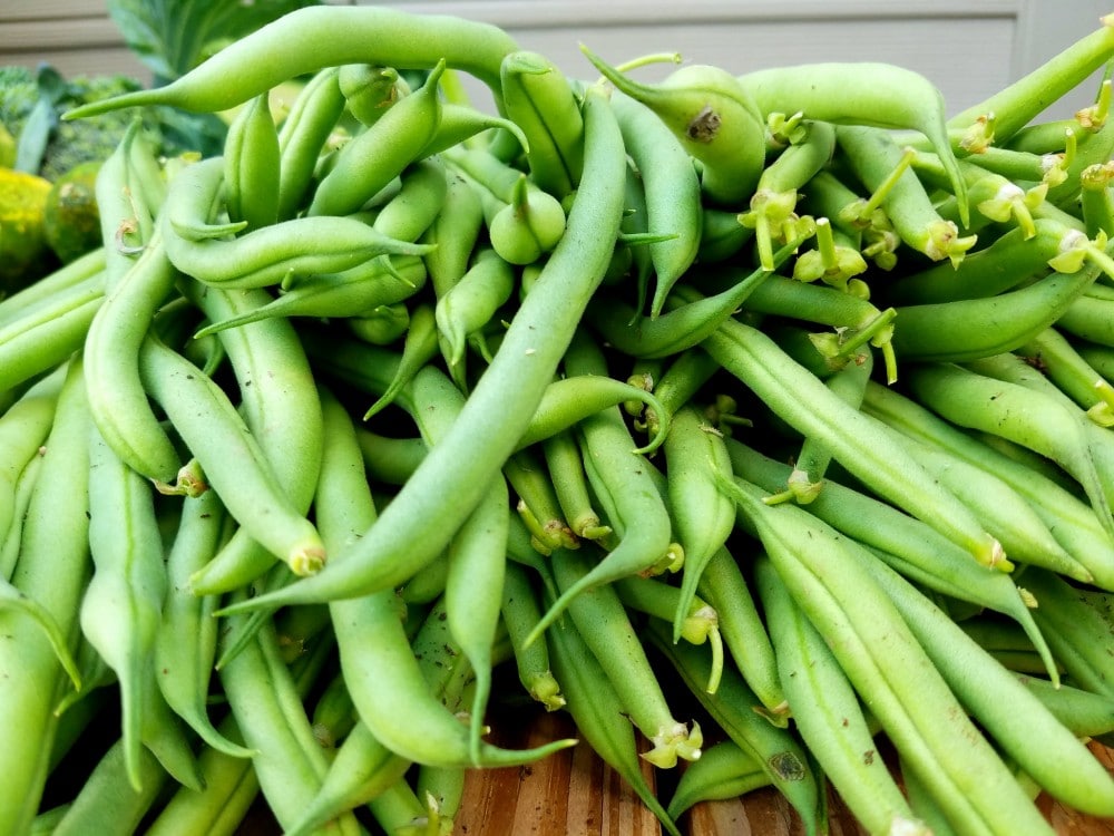 Easy step by step instructions on how to freeze fresh green beans without blanching.  These green beans will last up to a year. You can use them in casseroles, soups, stir fry and more!