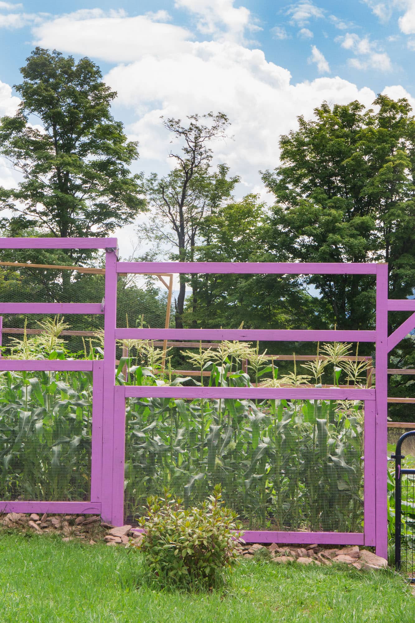 Brooklyn Farm Girl's Colorful Vegetable Garden in Upstate New York. 