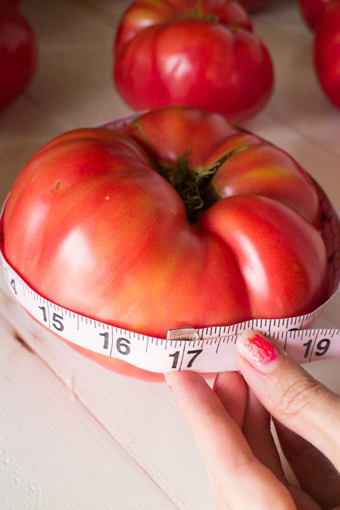 big-tomatoes