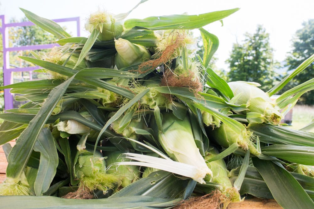 Step by step instructions on how to grow Sweet Corn. It's easy to grow! 