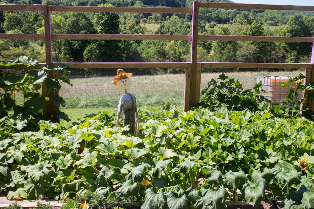 Check out the video tour of our garden! Want to see what's growing in Upstate New York?