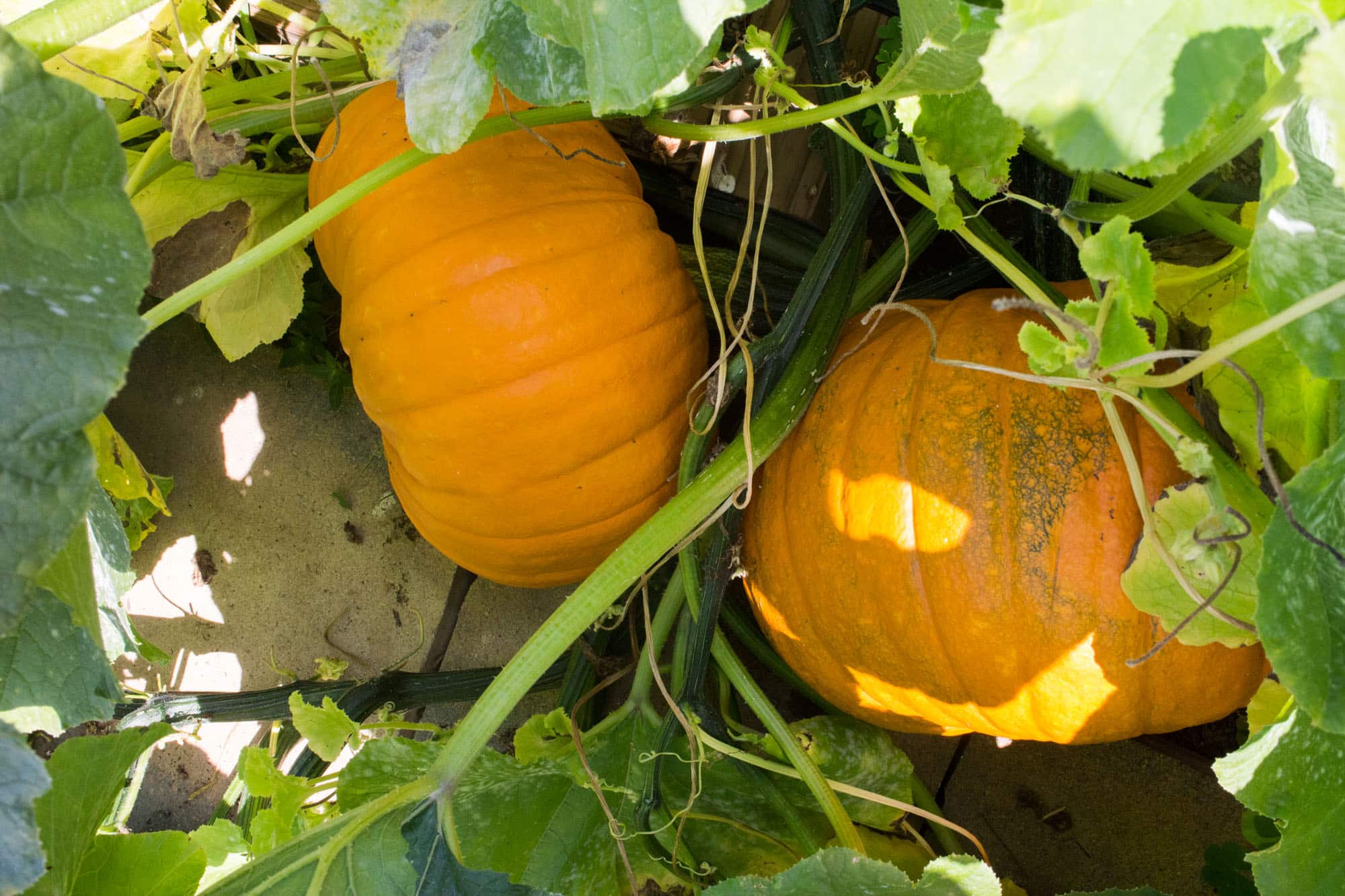 The Surprise Pumpkins That Took Over Our Garden