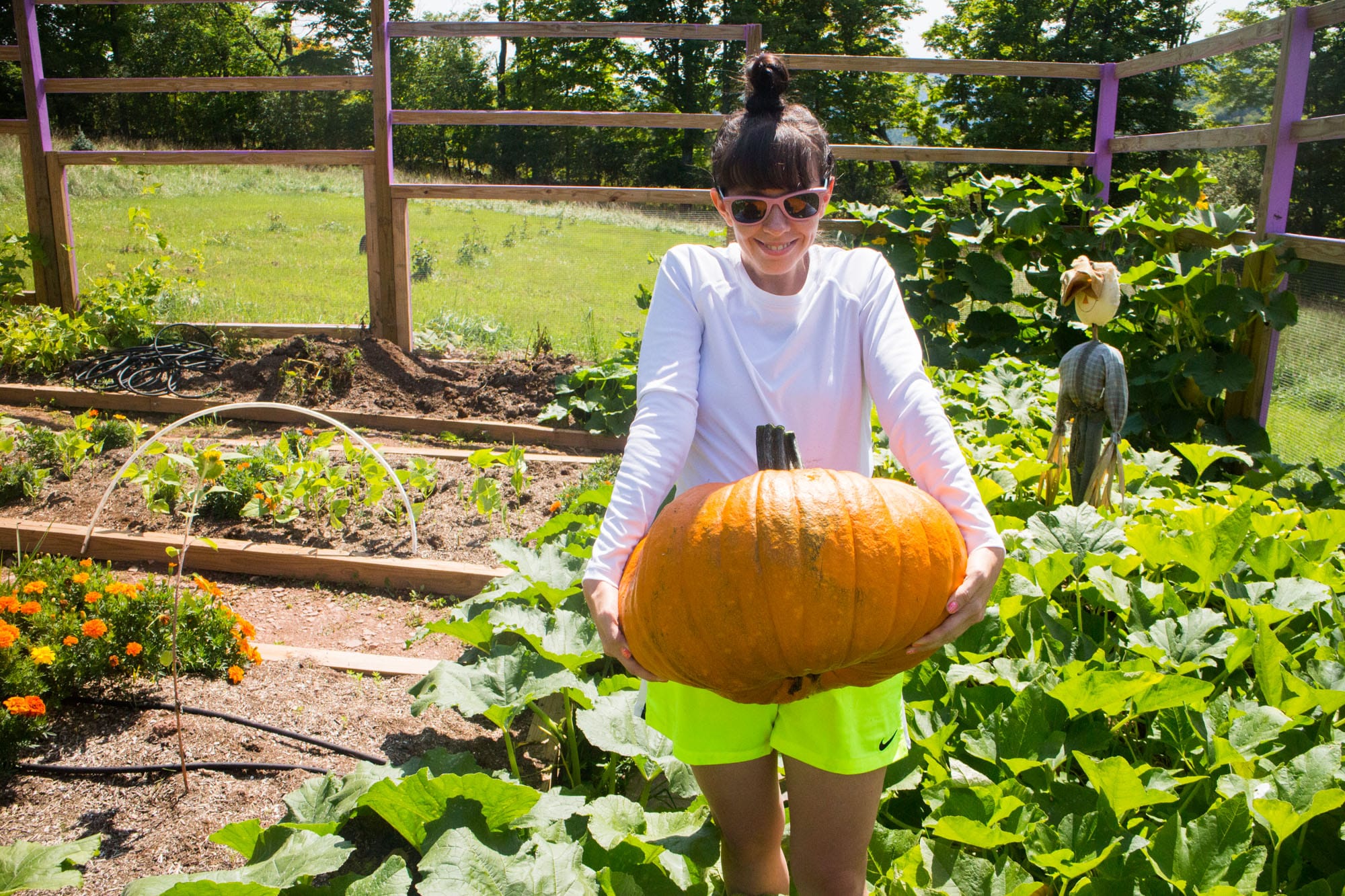 surprise-pumpkins-in-the-garden_1