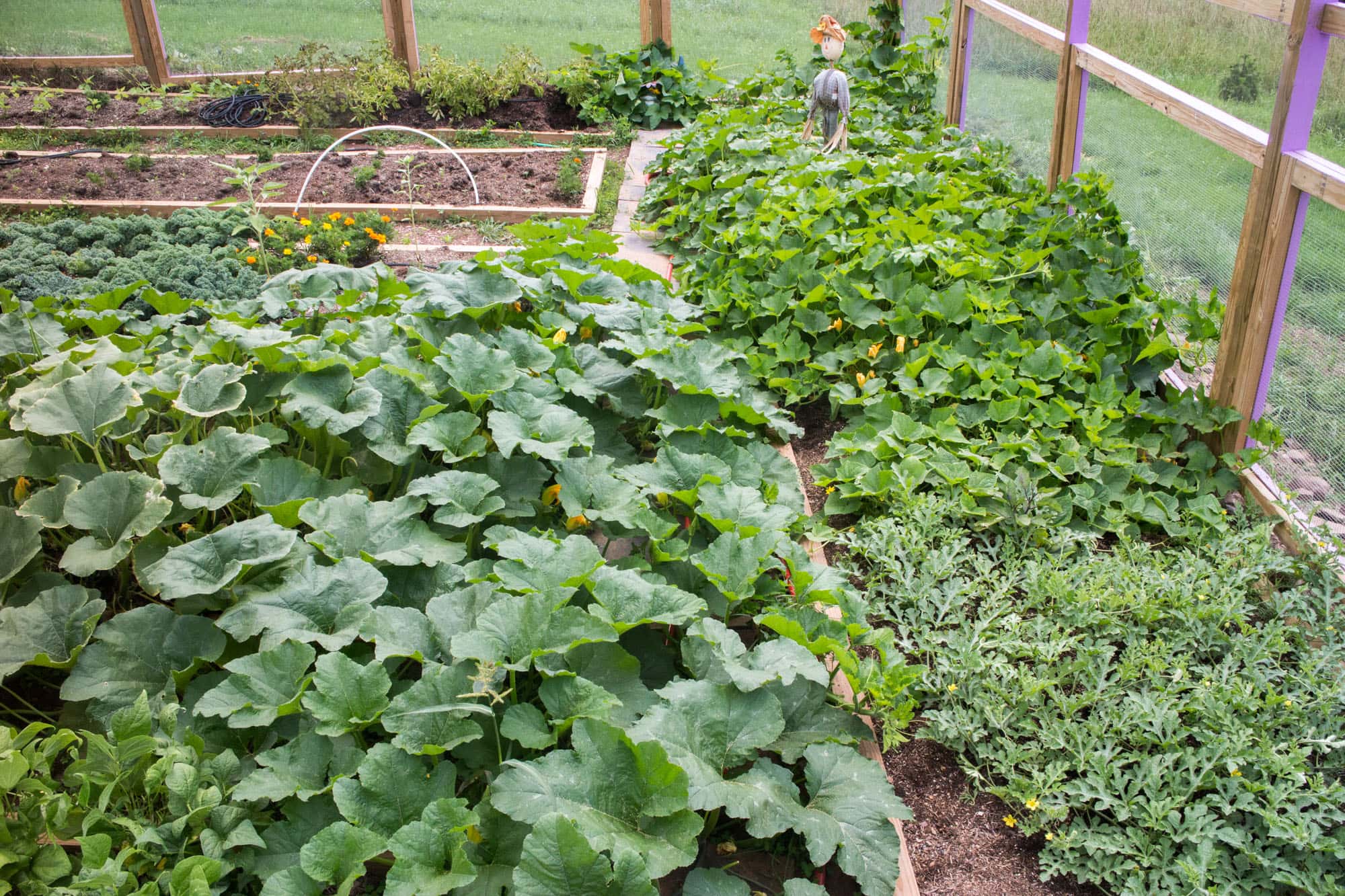 surprise-pumpkins-in-the-garden_4