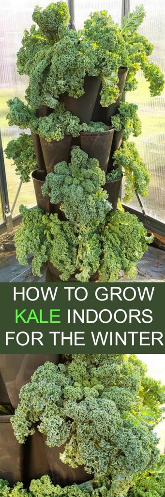 How to move your kale indoors if you're having a extra cold, rough Winter. This will make sure your kale will survive for a extra few months!