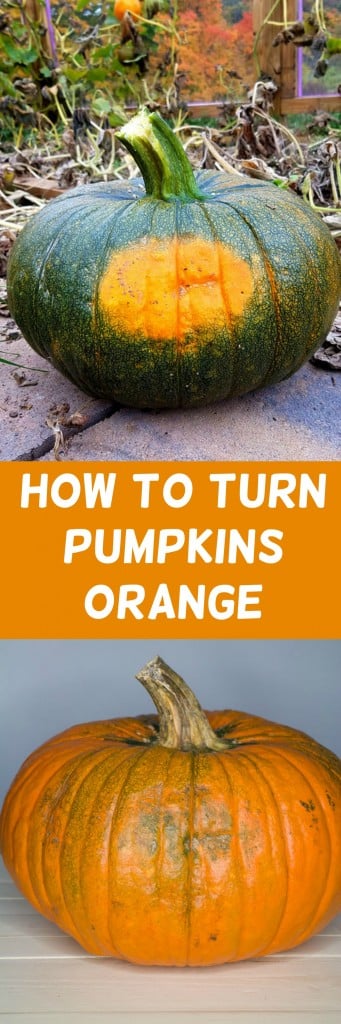 Easy tip on how to turn green pumpkins orange quickly indoors. This works for small and large pumpkins.